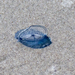 photo of By-the-wind Sailor (Velella velella)