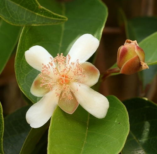 Tetracera akara