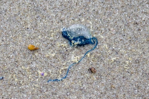 photo of Portuguese Man O' War (Physalia physalis)