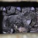 Myotis macropus - Photo (c) Dan Ashdown, todos los derechos reservados, uploaded by Dan Ashdown