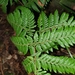 Lastreopsis silvestris - Photo (c) Luis Webber, todos los derechos reservados, subido por Luis Webber