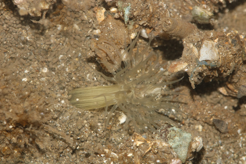 Pelocoetes
