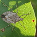 Zebra Shield Bug - Photo (c) Peter Crofts, all rights reserved, uploaded by Peter Crofts