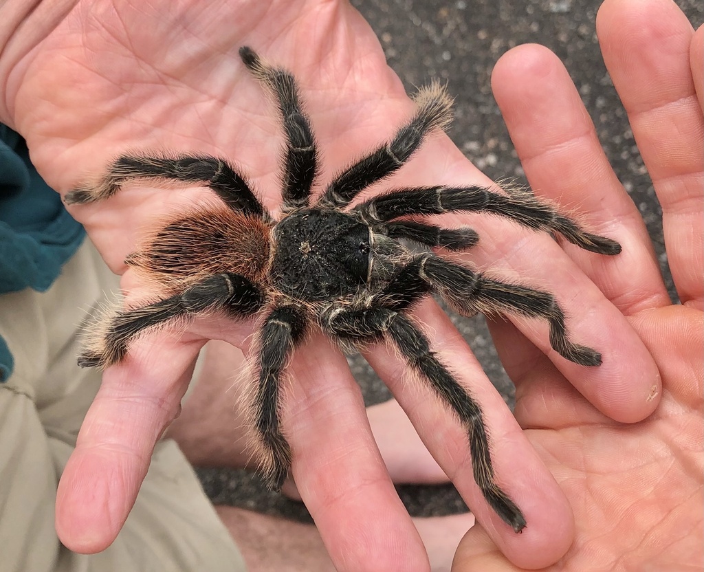 標本 Guatemala Pantodinus klugi 42mm Bahia Scarlet Tarantula (Lasiodora klugi) · iNaturalist