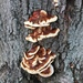 Ganoderma sessile - Photo (c) vickiedenicola, all rights reserved