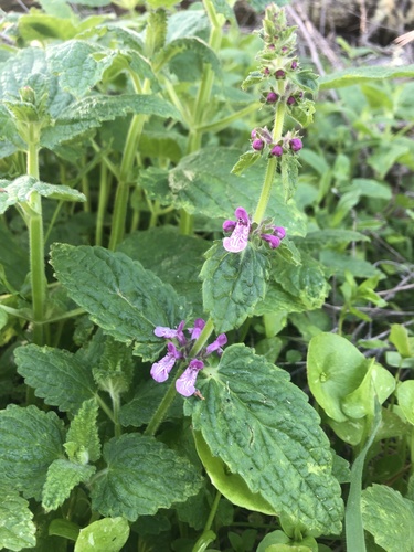 California Hedgenettle