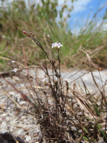 Stenaria nigricans var. floridana