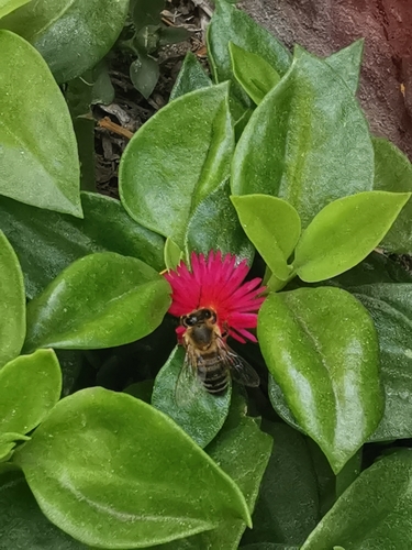 photo of Western Honey Bee (Apis mellifera)