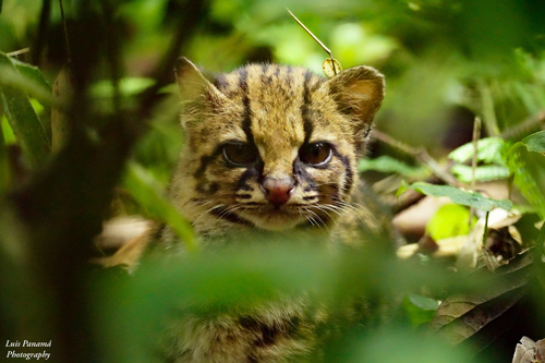 Clouded Tiger-Cat
