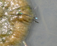 Image of Neoerythromma cultellatum