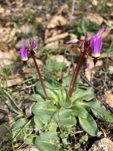 Primula hendersonii