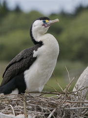 New Zealand Pied Cormorant - Photo (c) Steve Attwood, all rights reserved