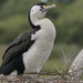 New Zealand Pied Shag - Photo (c) Steve Attwood, all rights reserved