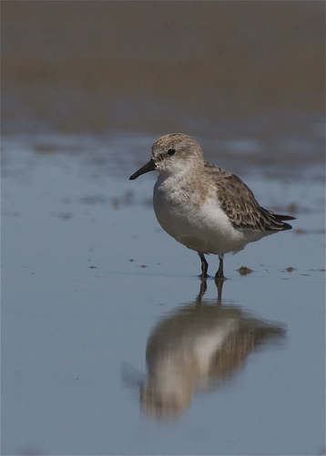 Red-necked Stint