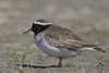 Shorebirds and Allies - Photo (c) Steve Attwood, all rights reserved