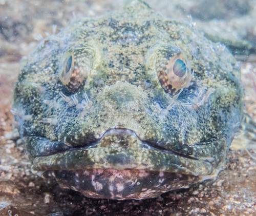 Great Sculpin