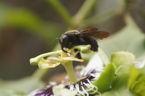 photo of (Neoxylocopa)