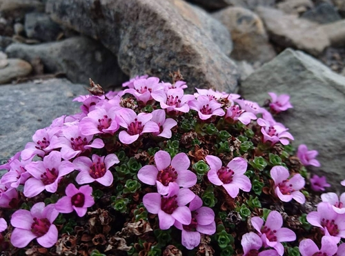 Purple Saxifrage