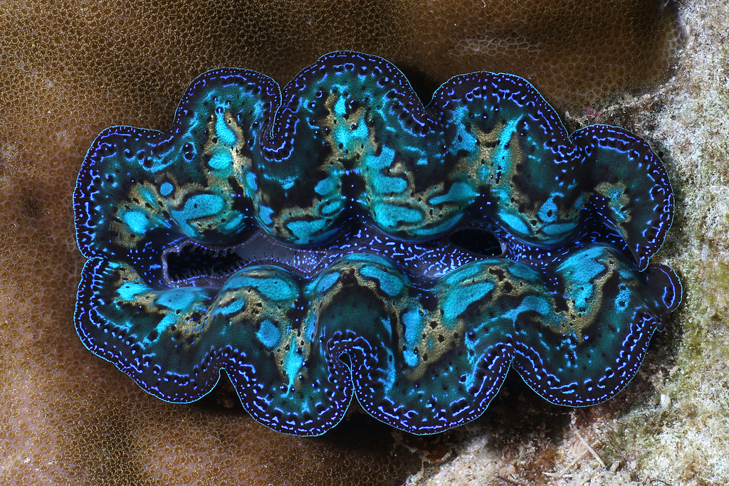 Boring Giant Clam