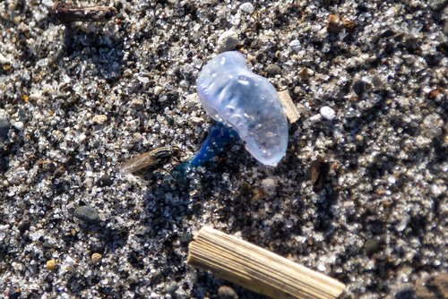 photo of Portuguese Man O' War (Physalia physalis)