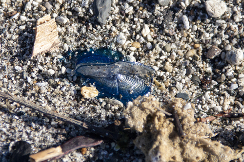 photo of By-the-wind Sailor (Velella velella)