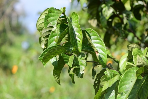 Combretum acuminatum