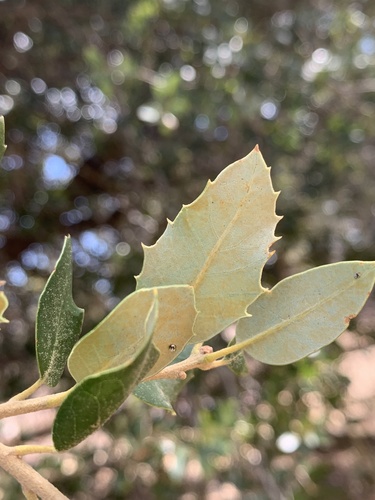 canyon live oak
