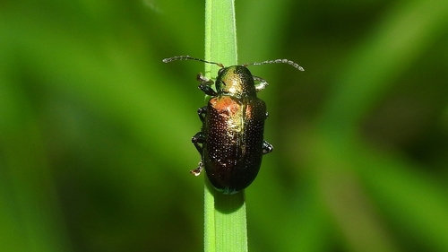 Chalcolema