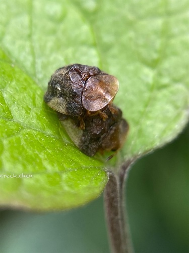 Cassida vespertina Boheman, 1862