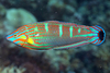 Pinstriped Wrasse - Photo (c) gernotkunz, all rights reserved, uploaded by gernotkunz
