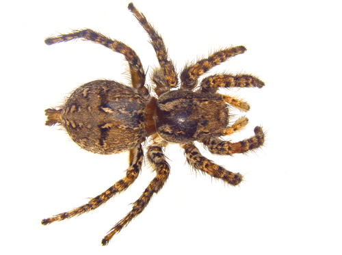 Asianellus ontchalaan