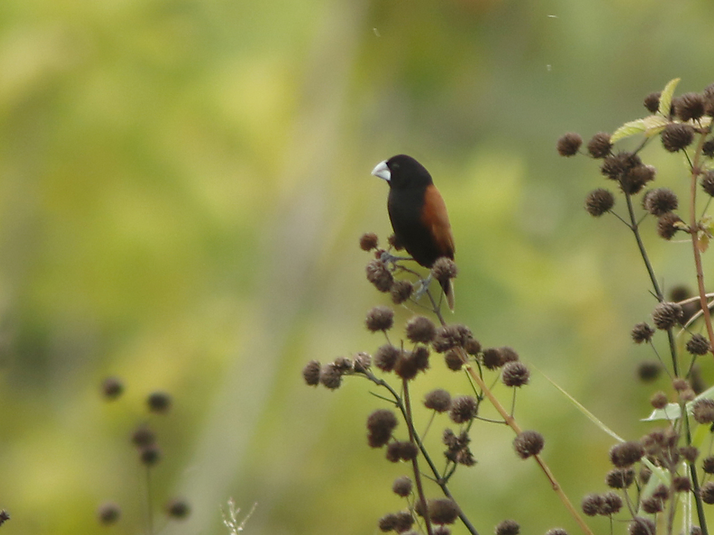 Grand Munia (Lonchura grandis) photo