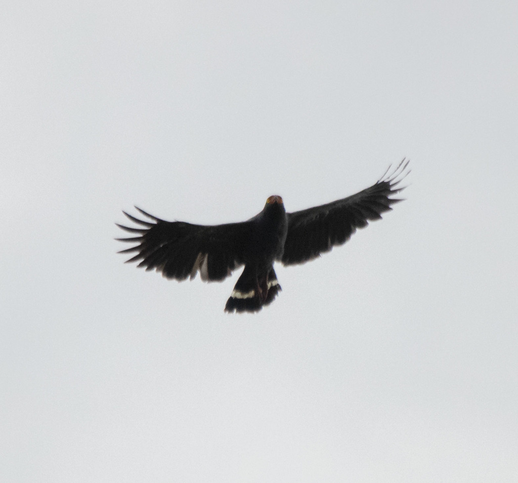 Slate-colored Hawk from Cruzeiro do Sul - AC, Brasil on January 19 ...