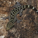 Tak Bent-toed Gecko - Photo (c) Parinya Herp Pawangkhanant, all rights reserved, uploaded by Parinya Herp Pawangkhanant