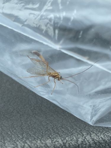 Enicospilus cubensis