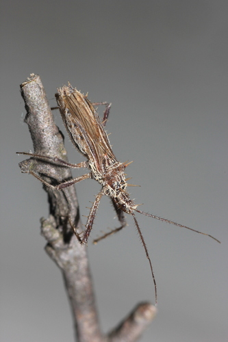 Polididus armatissimus Stål, 1859