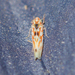 Erythroneura octonotata - Photo (c) becksnyc, כל הזכויות שמורות, הועלה על ידי becksnyc