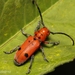 Tetraopes thermophilus - Photo (c) Robb Navarro, all rights reserved, uploaded by Robb Navarro