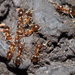Small Brown Bush Ant - Photo (c) Thomas Walsh, all rights reserved