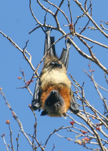 Madagascan Flying-fox