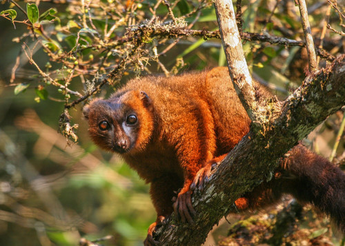 Red-bellied Lemur