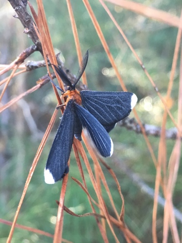 White-tipped Black