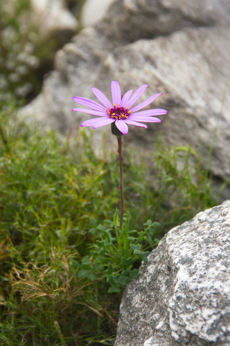 Senecio hastifolius