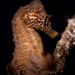 Observation photo
