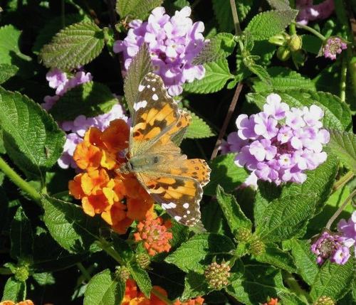 iNaturalist observation photo of Painted Lady