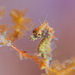Observation photo