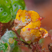 Observation photo