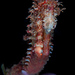 Observation photo