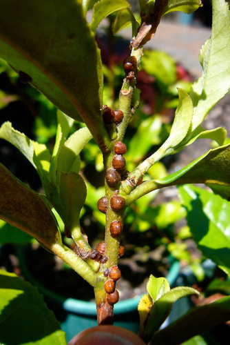 Hemispherical Scale (Saissetia coffeae) · iNaturalist