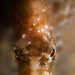 Observation photo